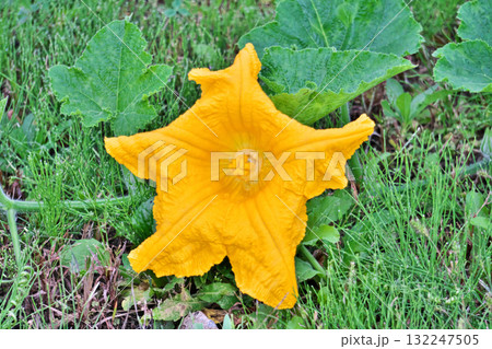 黄色い大きなカボチャの花（秋、十月） 132247505