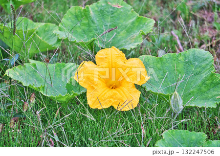 黄色い大きなカボチャの花（秋、十月） 132247506