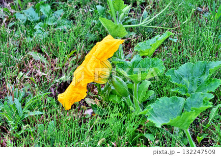 黄色い大きなカボチャの花（秋、十月） 132247509