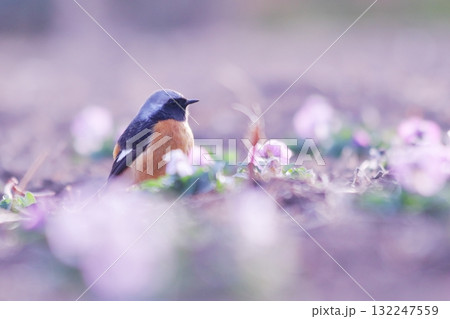 春の花の中で見つけたジョウビタキ 132247559