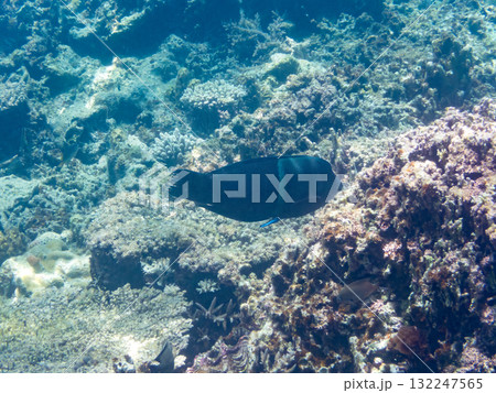 大きなカンムリベラ他。美しいサンゴ礁と熱帯魚の群れ。 沖縄県島尻郡慶良間諸島座間味島安室島-2025 132247565