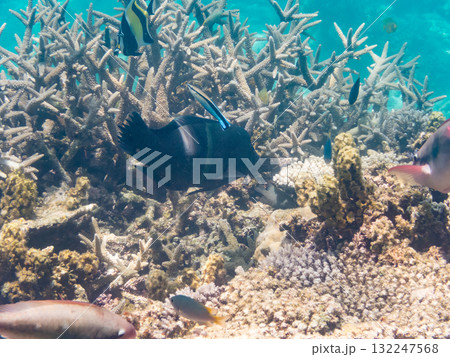 大きなカンムリベラ他。美しいサンゴ礁と熱帯魚の群れ。 沖縄県島尻郡慶良間諸島座間味島安室島-2025 132247568