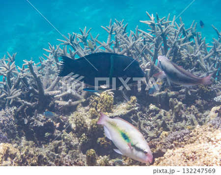大きなカンムリベラ他。美しいサンゴ礁と熱帯魚の群れ。 沖縄県島尻郡慶良間諸島座間味島安室島-2025 132247569