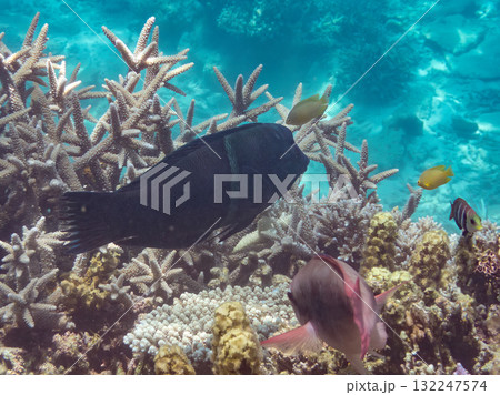 大きなカンムリベラ他。美しいサンゴ礁と熱帯魚の群れ。 沖縄県島尻郡慶良間諸島座間味島安室島-2025 132247574