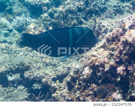 大きなカンムリベラ他。美しいサンゴ礁と熱帯魚の群れ。 沖縄県島尻郡慶良間諸島座間味島安室島-2025 大きなカンムリベラ他。美しいサンゴ礁と熱帯魚の群れ。 沖縄県島尻郡慶良間諸島座間味島安室島-2025 132247576