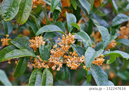 オレンジ色のキンモクセイの花(秋、十月) オレンジ色のキンモクセイの花(秋、十月) 132247616