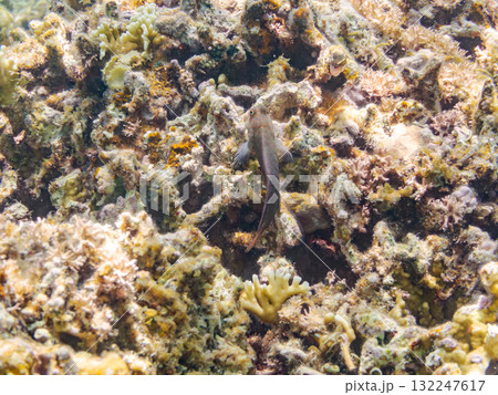 タテガミカエルウオ他。美しいサンゴ礁と熱帯魚の群れ。 沖縄県島尻郡慶良間諸島座間味島安室島-2025 タテガミカエルウオ他。美しいサンゴ礁と熱帯魚の群れ。 沖縄県島尻郡慶良間諸島座間味島安室島-2025 132247617