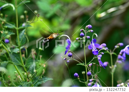 カリガネソウの花・雁金草・帆掛草（ホカケソウ） 132247732