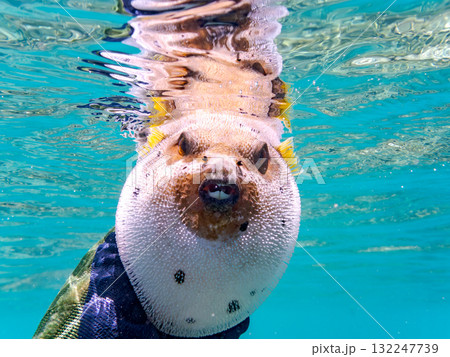 怒って膨らむコクテンフグ半水面撮影。美しいサンゴ礁と熱帯魚の群れ沖縄県島尻郡慶良間諸島座間味島安室島 132247739