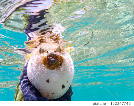 怒って膨らむコクテンフグ半水面撮影。美しいサンゴ礁と熱帯魚の群れ沖縄県島尻郡慶良間諸島座間味島安室島 怒って膨らむコクテンフグ半水面撮影。美しいサンゴ礁と熱帯魚の群れ沖縄県島尻郡慶良間諸島座間味島安室島 132247746