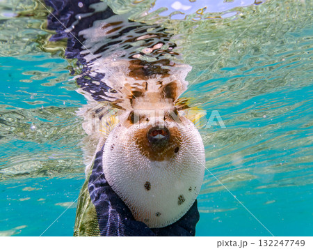 怒って膨らむコクテンフグ半水面撮影。美しいサンゴ礁と熱帯魚の群れ沖縄県島尻郡慶良間諸島座間味島安室島 132247749