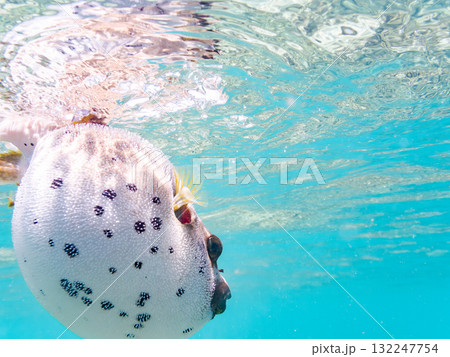 怒って膨らむコクテンフグ半水面撮影。美しいサンゴ礁と熱帯魚の群れ沖縄県島尻郡慶良間諸島座間味島安室島 132247754