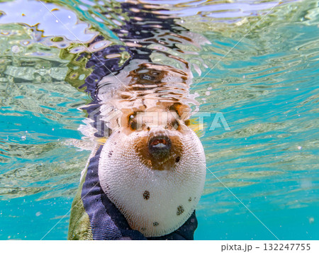 怒って膨らむコクテンフグ半水面撮影。美しいサンゴ礁と熱帯魚の群れ沖縄県島尻郡慶良間諸島座間味島安室島 132247755