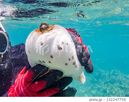 怒って膨らむコクテンフグ半水面撮影。美しいサンゴ礁と熱帯魚の群れ沖縄県島尻郡慶良間諸島座間味島安室島 132247758