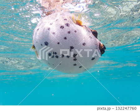 怒って膨らむコクテンフグ半水面撮影。美しいサンゴ礁と熱帯魚の群れ沖縄県島尻郡慶良間諸島座間味島安室島 132247760