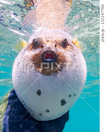 怒って膨らむコクテンフグ半水面撮影。美しいサンゴ礁と熱帯魚の群れ沖縄県島尻郡慶良間諸島座間味島安室島 132247768