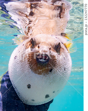 怒って膨らむコクテンフグ半水面撮影。美しいサンゴ礁と熱帯魚の群れ沖縄県島尻郡慶良間諸島座間味島安室島 怒って膨らむコクテンフグ半水面撮影。美しいサンゴ礁と熱帯魚の群れ沖縄県島尻郡慶良間諸島座間味島安室島 132247770