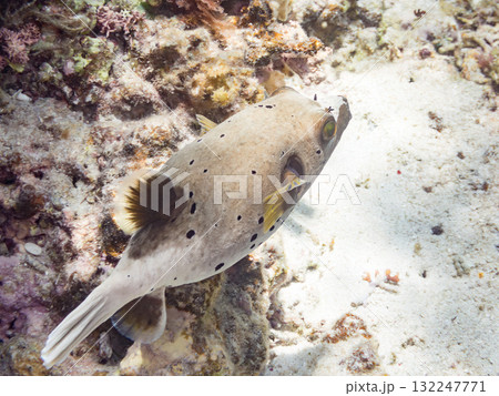 怒って膨らむコクテンフグ半水面撮影。美しいサンゴ礁と熱帯魚の群れ沖縄県島尻郡慶良間諸島座間味島安室島 怒って膨らむコクテンフグ半水面撮影。美しいサンゴ礁と熱帯魚の群れ沖縄県島尻郡慶良間諸島座間味島安室島 132247771