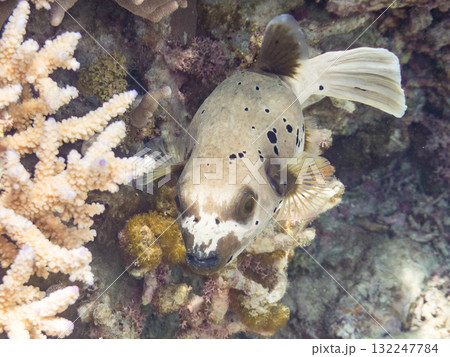 怒って膨らむコクテンフグ半水面撮影。美しいサンゴ礁と熱帯魚の群れ沖縄県島尻郡慶良間諸島座間味島安室島 132247784