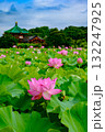 蓮（上野恩賜公園・不忍池） 132247925