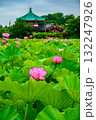 蓮（上野恩賜公園・不忍池） 132247926