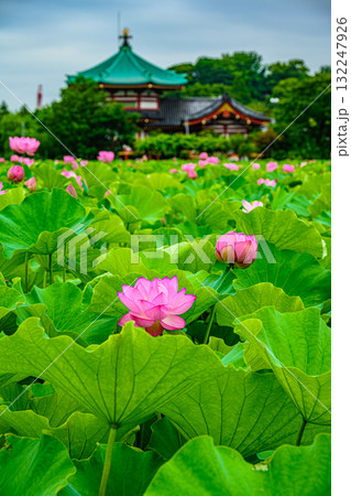 蓮(上野恩賜公園・不忍池) 蓮(上野恩賜公園・不忍池) 132247926