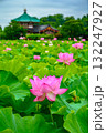 蓮（上野恩賜公園・不忍池） 132247927