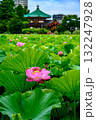 蓮（上野恩賜公園・不忍池） 132247928