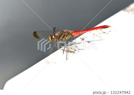 リスアカネのオス・オスは成熟すると腹部が真っ赤になる。 リスアカネのオス・オスは成熟すると腹部が真っ赤になる。 132247942