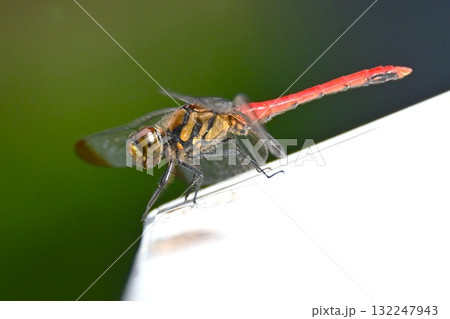 リスアカネのオス・オスは成熟すると腹部が真っ赤になる。 リスアカネのオス・オスは成熟すると腹部が真っ赤になる。 132247943