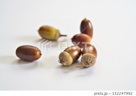 熟した茶色いコナラの実（秋、十月）、（白背景） 132247992