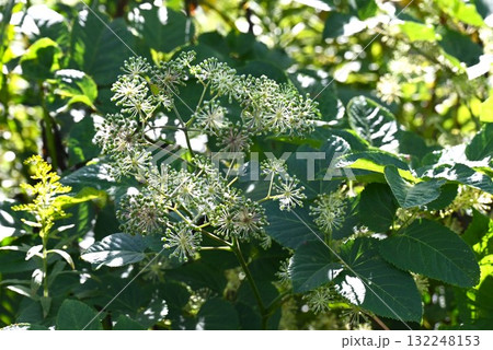 ウドの花・独活・若芽は天ぷらなどの食材 132248153