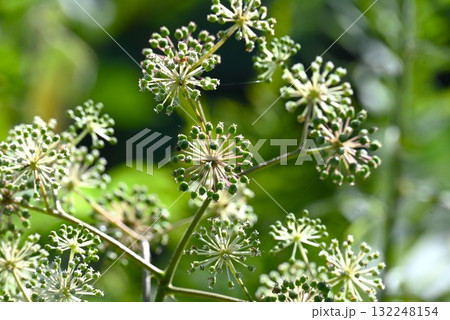 ウドの花・独活・若芽は天ぷらなどの食材 ウドの花・独活・若芽は天ぷらなどの食材 132248154