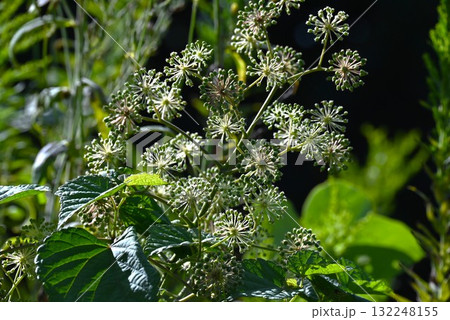 ウドの花・独活・若芽は天ぷらなどの食材 132248155