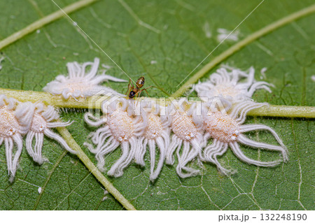 Jacobson's Giant Scale Insect  132248190