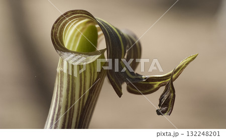 マムシグサ 132248201