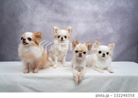 4匹のチワワ 4匹のチワワ 132248358