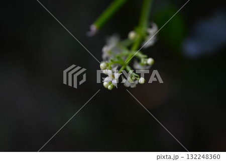 アカネの花・茜・根は茜色で草木染の染料 アカネの花・茜・根は茜色で草木染の染料 132248360