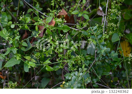 アカネの花・茜・根は茜色で草木染の染料 アカネの花・茜・根は茜色で草木染の染料 132248362