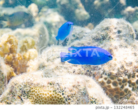 美しいルリスズメダイ群れ。美しいサンゴ礁と熱帯魚の群れ。沖縄県島尻郡慶良間諸島座間味島安室島2025 132248465