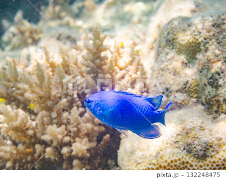 美しいルリスズメダイ群れ。美しいサンゴ礁と熱帯魚の群れ。沖縄県島尻郡慶良間諸島座間味島安室島2025 132248475