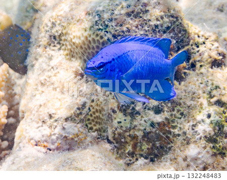 美しいルリスズメダイ群れ。美しいサンゴ礁と熱帯魚の群れ。沖縄県島尻郡慶良間諸島座間味島安室島2025 132248483