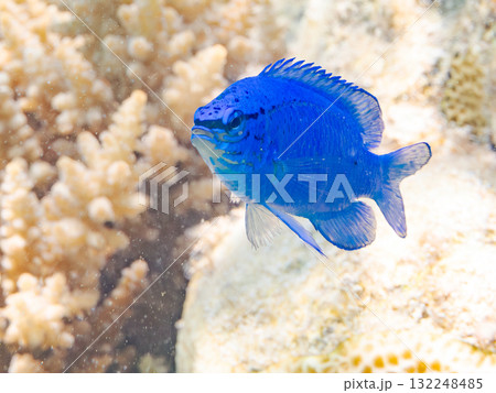 美しいルリスズメダイ群れ。美しいサンゴ礁と熱帯魚の群れ。沖縄県島尻郡慶良間諸島座間味島安室島2025 美しいルリスズメダイ群れ。美しいサンゴ礁と熱帯魚の群れ。沖縄県島尻郡慶良間諸島座間味島安室島2025 132248485