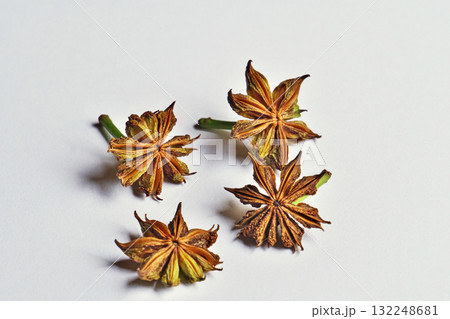 地面に落下した当日のシキミの実（秋、十月） 132248681