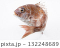跳ねる鯛 132248689