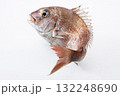 跳ねる鯛 132248690