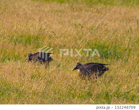 荒川の河川敷でエサを探すカルガモ 132248709