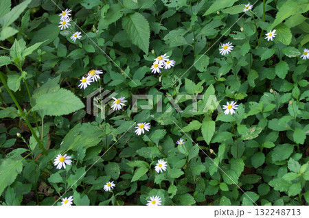 ノコンギク 132248713