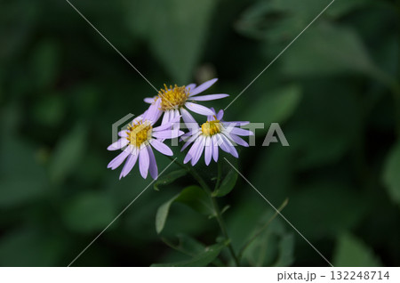 ノコンギク 132248714