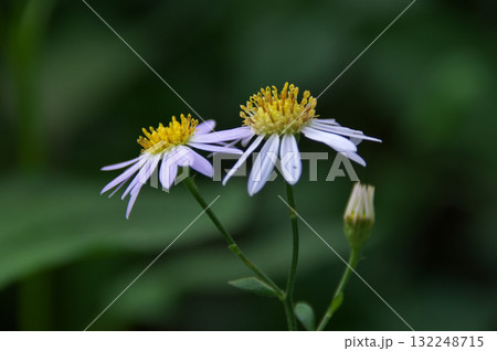 ノコンギク 132248715